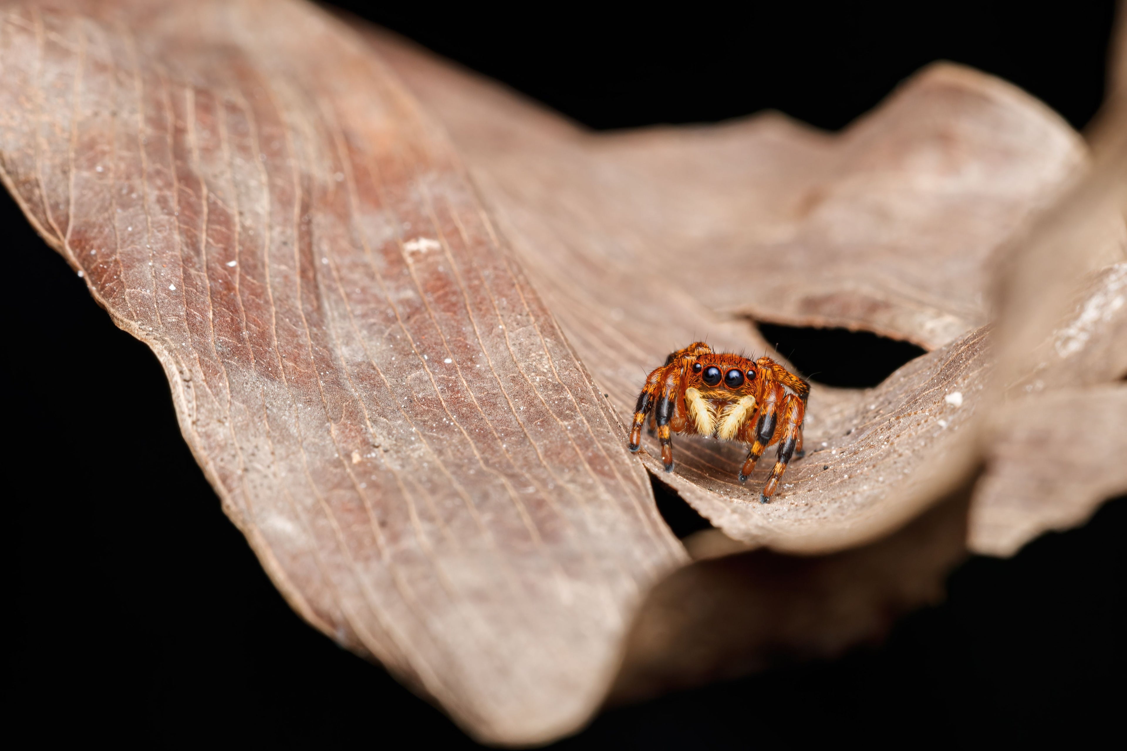 Spinnentiere