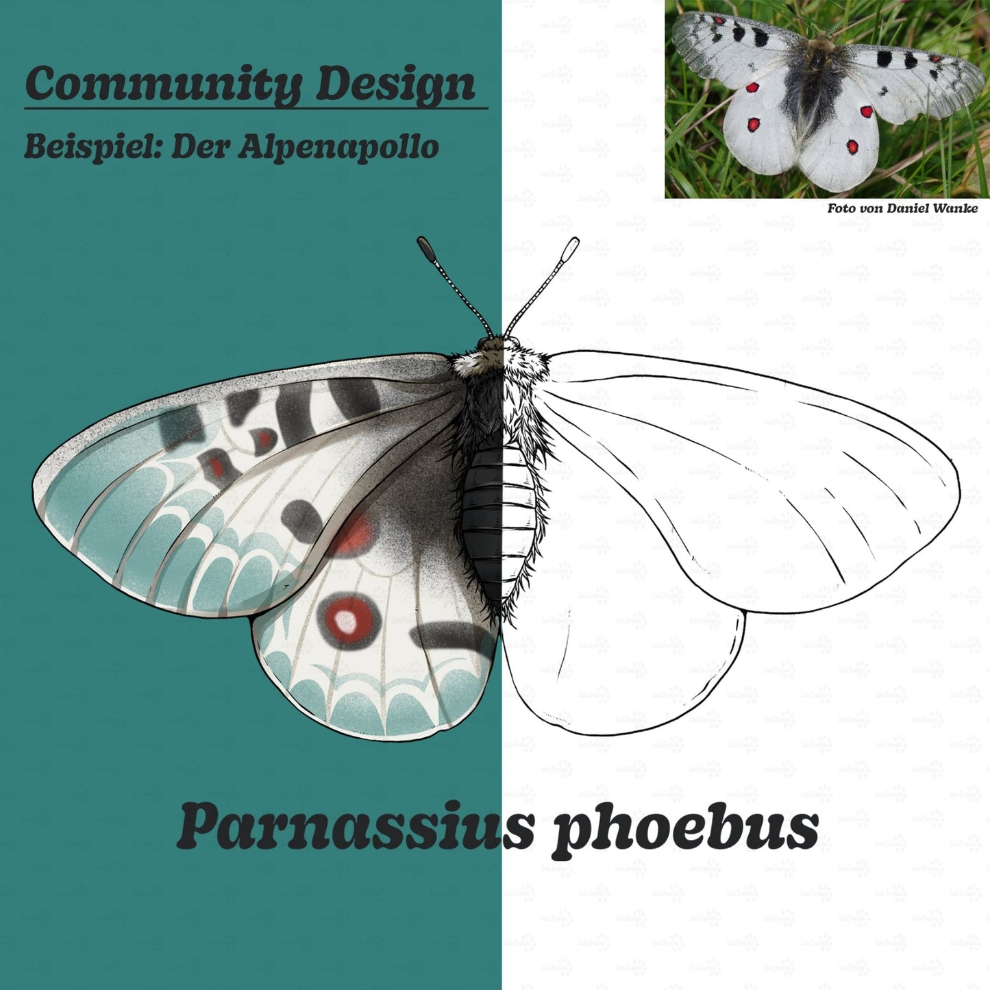 Community-Design Service: Deine Wunschart als exklusives Shop-Motiv!